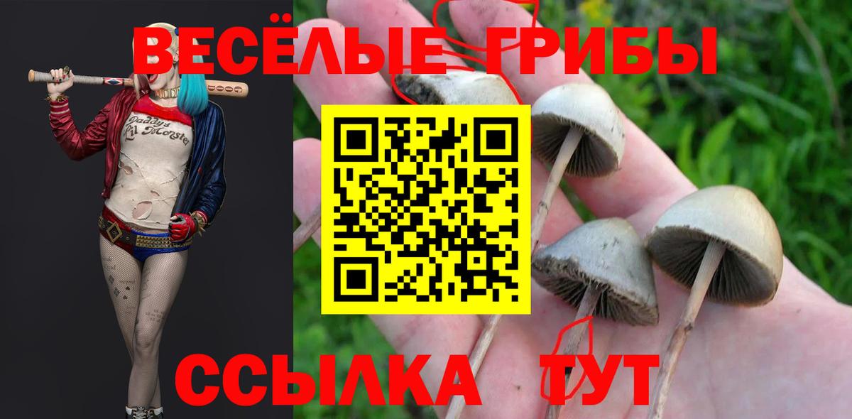 Галлюциногенные грибы Psilocybine cubensis Надым